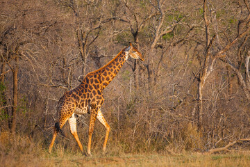 There are many Giraffes in Hluhluwe iMfolozi Park in South Africa. They are under protection.