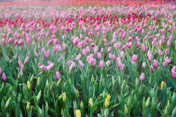 Multicolour red pink orange yellow  tulips flower in garden
