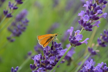 Dickkopffalter auf Lavendelblüte