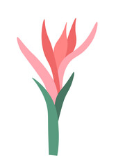 Fototapeta na wymiar Tropical flower in blossom, blooming exotic plant