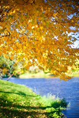 yellow autumn leaves on tree near the river