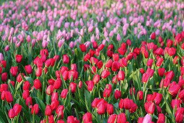 Fototapeta premium Multicolour red pink tulips flower in garden