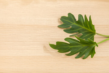 Philodendron Xanadu. Isolated on wooden background. Plants. Philodendron plants. Evergreen. Freshness plants. Natural. Tropical. Copy space. Space for text. Wooden surface.  © Phatchara