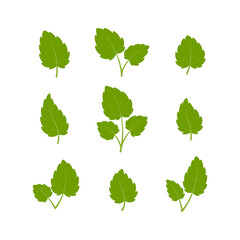 Obraz premium Set of green leaves. Leaves isolated on white background. Flat style. Vector illustration. 