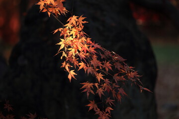 東京の紅葉
