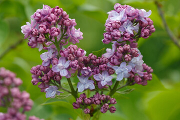 Lilac brush in the park.