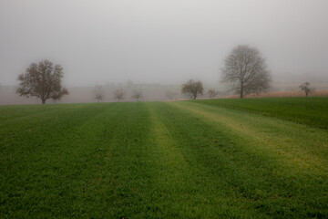 Green field in the dense fog of winter with barely visible trees in the background