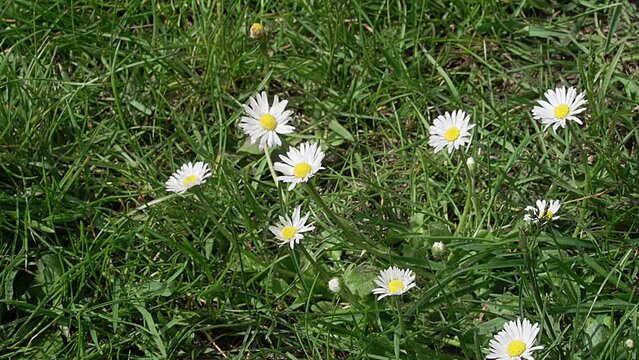 Das G&auml;nsebl&uuml;mchen, auch Ma&szlig;liebchen, Tausendsch&ouml;n, Monatsr&ouml;serl, Margritli genannt, auf einer frischen gr&uuml;nen Fr&uuml;hlingswiese. Die bekannte, essbare Pflanze Mitteleuropas steht f&uuml;r Treue und Vertrauen