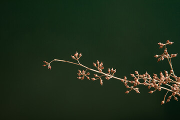 Dry plants isolated on dark green background. Wallpaper. Dry flower. Decoration. Flower decor. 