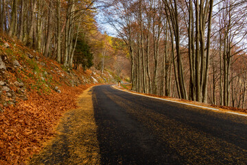 road in the autumn landscape.