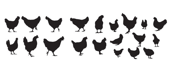vector silhouette hen, chicken, bird, broiler, isolated and white background illustrator. 