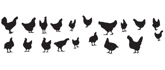 vector silhouette hen, chicken, bird, broiler, isolated and white background illustrator. 