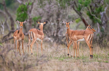 Impala (Aepyceros melampus) is a medium-sized antelope that lives in the east and south of Africa.