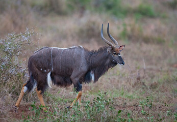 Nyala antilope (Tragelaphus angasii) is an important species of antelope in Africa and they...