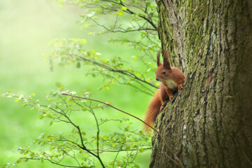  Redhead squirrel with white tummy sits on tree trunk in spring park .