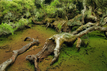 Decaying, rotten wood in a muddy swamp, concept of death and impermanence
