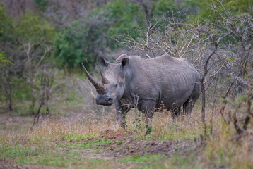 Fototapeta premium The white rhinoceros or the square-lipped rhinoceros (Ceratotherium simum) is the largest rhino species. It has a wide mouth used for grazing and is the most social of all rhino species.