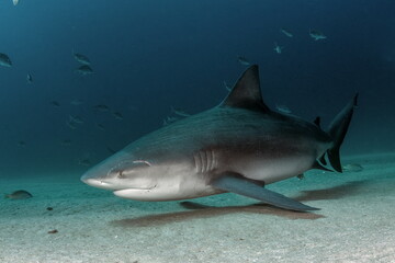 Fototapeta premium Bull Shark Cabo Pulmo Mexico