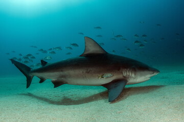 Obraz na płótnie Canvas Bull Shark Cabo Pulmo Mexico