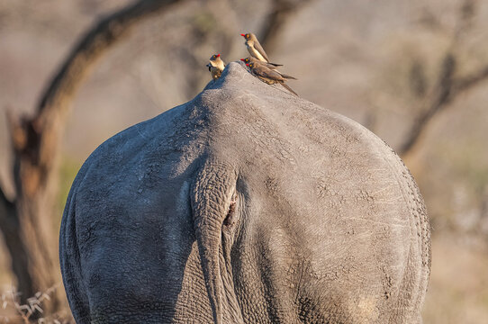 Rhino And Red Billed Oxpecker. Great Harmony Of Red-billed Oxpecker (Buphagus Erythrorhynchus) With Rhino. Red-billed Oxpecker Eats Insects On The Rhino And Builds The Rhino From A Big Trouble.