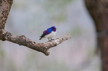 Violet-backed starling (Cinnyricinclus leucogaster) knows as one of Africa's most beautiful birds. It is a rare species of bird that feeds on insects.