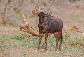 African wildebeests or Ox-headed antelopes (C. taurinus), weighing between 150 -250 kg. Life continents are Africa. Their habitats are on the Serengeti plains. They live an average of 20 years