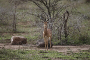 The impalas  (Aepyceros melampus) in Africa are one of the most important food sources for lion,...