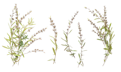 rosemary set isolated on a transparent background. .Dried rosemary on white background. Flat lay, top view.