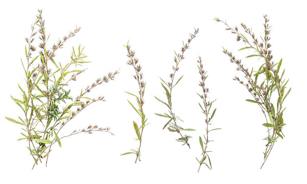 rosemary set isolated on a transparent background. .Dried rosemary on white background. Flat lay, top view.