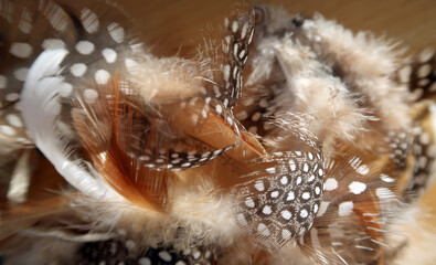 bunch of fowl feathers - Geflügelfedern