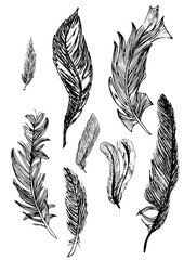 set of various design of feathers