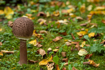 DE, NRW, Opladen, 17.10.2022, Gemeiner Riesenschirmling, Parasol, Macrolepiota procera