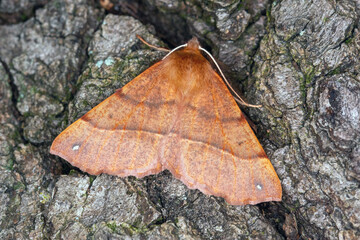 DE, NRW, Opladen, 29.10.2022,  Federfühler-Herbstspanner, Colotois pennaria