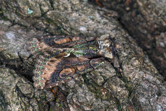 DE, NRW, Opladen, 25.10.2022, Allophyes oxyacanthae, Wei&szlig;dorneule