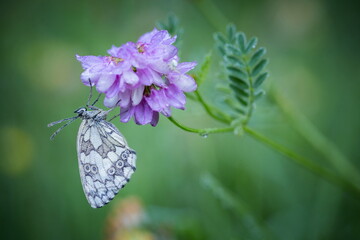 Melanargia galathea. Butterfly in nature. Beautiful picture. Wild nature. Color photograph. Butterfly. Rare object.
