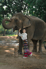 Naklejka premium Beautiful Asian Thai women wear traditional culture Thai dress costumes showing the lovely moment and their best friend elephant with love and staying in a great relationship.