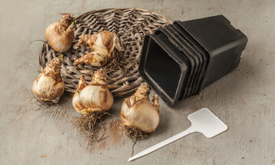 Daffodil bulbs, seedling pots and garden marker on table