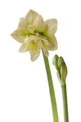 Bloom white and green double Amaryllis (Hippeastrum)    "Marilyn"  on a white background isolated.