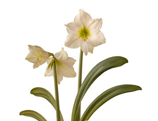 Fototapeta premium Amaryllis (Hippeastrum) Galaxy Group 