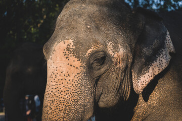 The head of Asian Elephants with beautiful morning sunlight in a natural forest in Thailand.