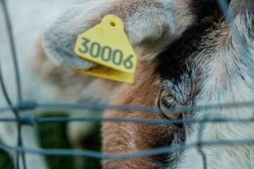 Goat behind the fence in Versailles parc
