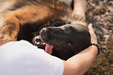 happy tervueren belgian shepherd dog being pet by owner