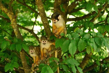 Three saimiris monkeys in the trees