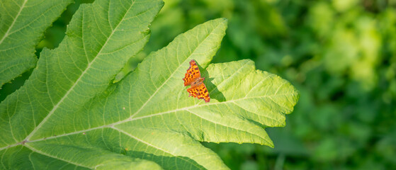big orange butterfly on a green leaf under the summer sun
