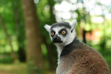 Maki Cata lemurien on the ground