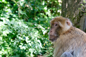 Naklejka na ściany i meble Barbary macaque on the ground