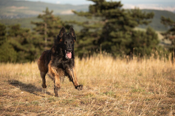 happy tervueren belgian shepherd dog running in tall dry grass in the summer at sunset