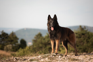 happy tervueren belgian shepherd dog standing on top of a hill in the summer at sunset