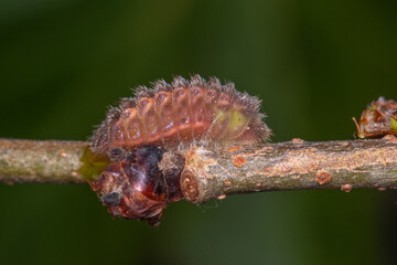 DE, NRW, Opladen, 16.03.2022, Satyrium w-album, Ulmen-Zipfelfalter, Raupe