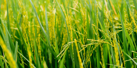 A close-up photo of a ripe rice plant